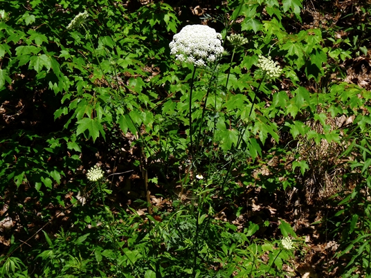 {Daucus carota}